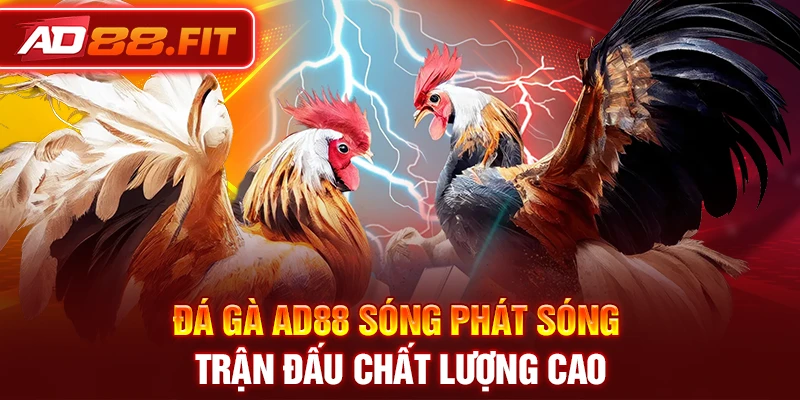 Đá gà AD88 sóng phát sóng trận đấu chất lượng cao